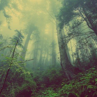 forest-931706_1920